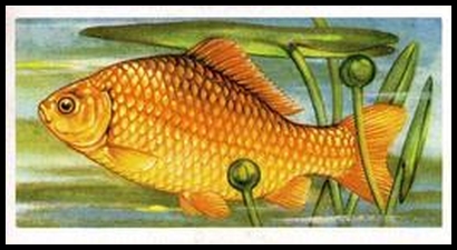 6 Goldfish